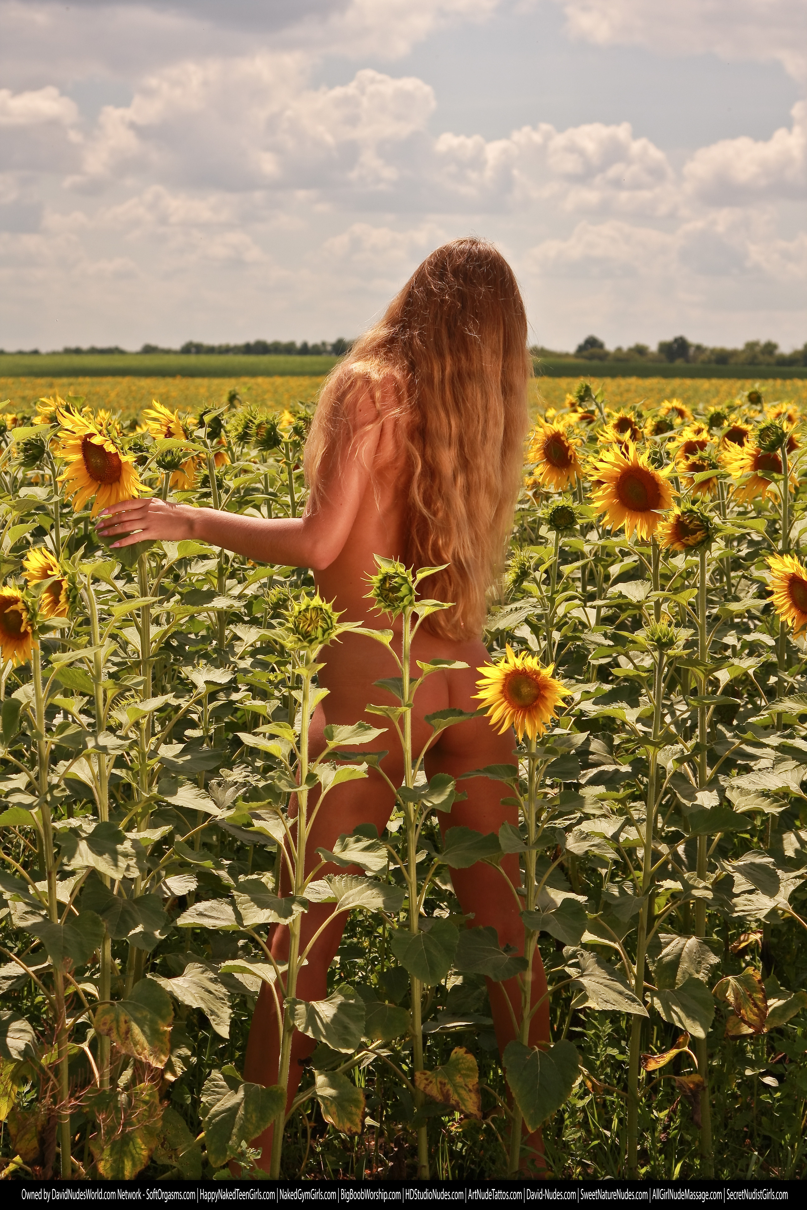 alena sunflowers 8899